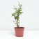 Lilac Meyer Flaurfest White, pot C2, 1 pc, summer 2024