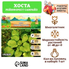 Хоста "Рейнфорест Санрайз", р-р I, 1 шт,