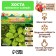 Khosta "Reinford Sanraise", rr I, 1 pc,