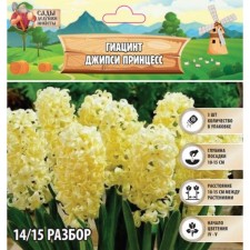 Giacint Jeepsium Princess, rr 14/15, 3pcs, autumn 2024