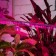 LED phytolamp, 9 watts, T8, 600 mm, base G13, IP20, blue-red spectrum, purple, "era"