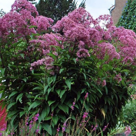 Spit -stained "Atropurpureum", P9 pot, 1 pc, Spring 2024