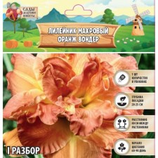Лилейник "Double Orange Wonder", р-р I, 1 шт, Весна 2024