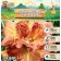 Lilenik "Double Orange Wonder", rr I, 1 pc, spring 2024