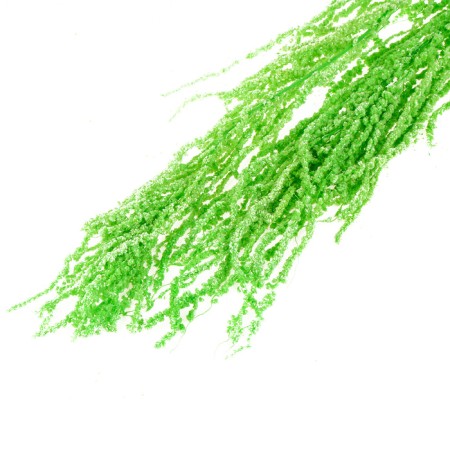 Dry amaranth flowers, 100 g, sheet size: from 50 to 60 cm, green color-4