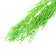 Dry amaranth flowers, 100 g, sheet size: from 50 to 60 cm, green color
