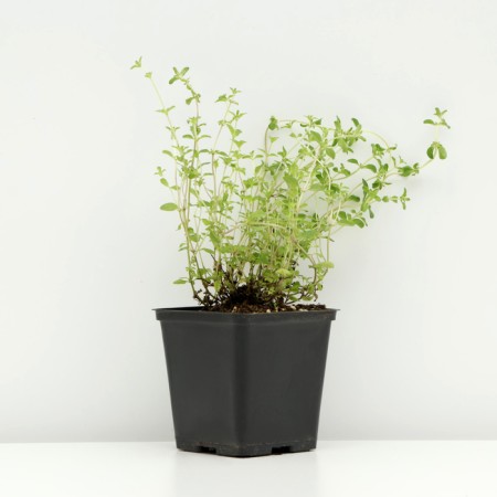 Timyan creeping, P9 pot, 1 pc, spring 2024-1