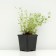Timyan creeping, P9 pot, 1 pc, spring 2024