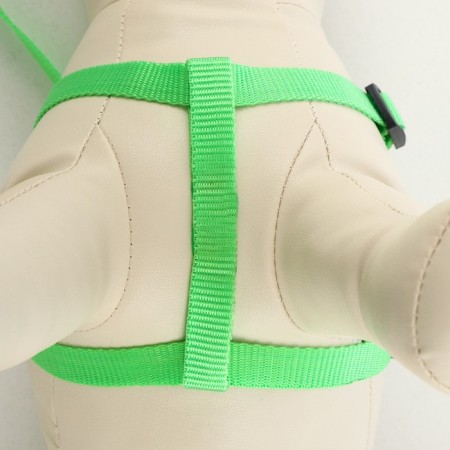 Set "Basis", leash 120 x 1.5 cm, OG 32-46 cm, green-2