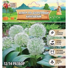 Allium Luke decorative Karatavsky, rr 12/14, 5 pcs, autumn 2024
