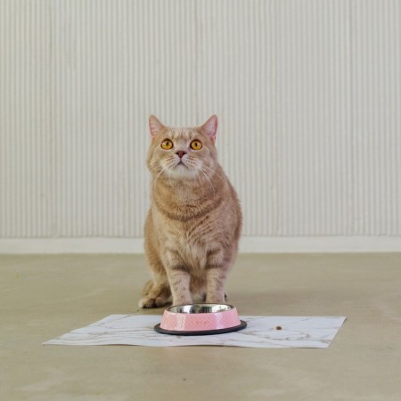 Metal bowl for a cat with a non -slip base Love You, 235 ml, 15x3.5 cm-4