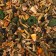 Feed "Piggon" for guinea pigs, with fruits, 400 g