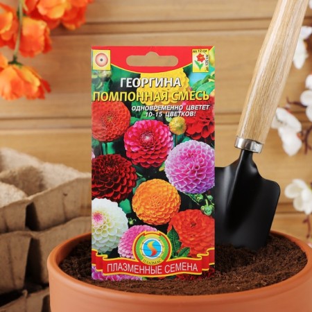 Georgina Seed Taush "Pomopone", mixture, 12 pcs-2