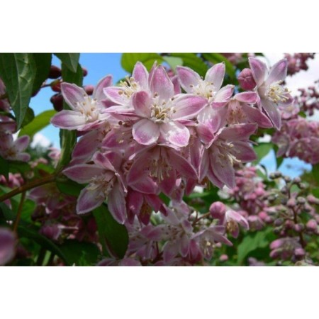 Seedling hybrid "Tourbillon Rouge", P9 pot, summer 2024