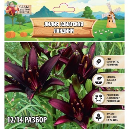 Lilia Asian "Landini", rr 12/14, 3 pcs, spring 2024