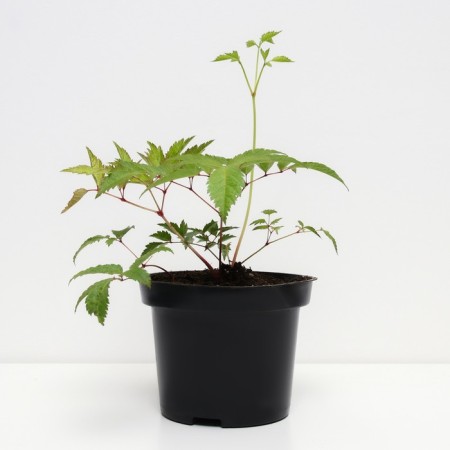 Astilba Lesshand Happy dex, C1.5 pot, H10-50 height, 1 pc, summer 2024-1