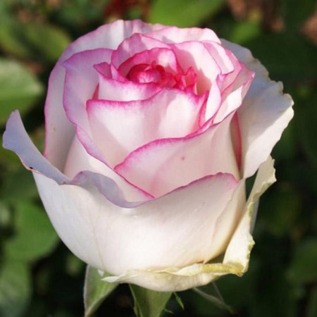 Seedling rose "Bella Vita", tube, spring 2025