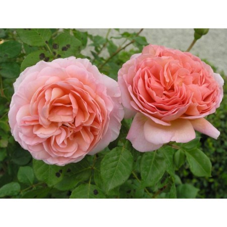 Seedling rose English park "Abraham derby", tube, 1 pc, spring 2025