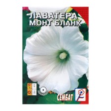 Flowers of Lavather Flowers White 