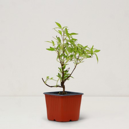 Safe Vitex Sacred "Blue Puffball", P9 pot, summer 2024-1