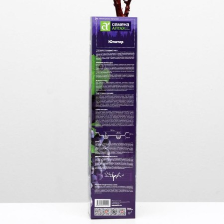 Grape seedling Jupiter Spring 2024, 1 pc.-1
