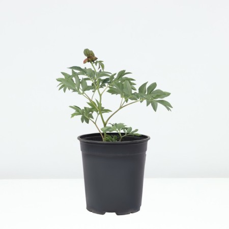 PION Milk Center Officials Rosea captivity, pot C3, 1 pc, summer 2024-1