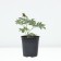 PION Milk Center Officials Rosea captivity, pot C3, 1 pc, summer 2024