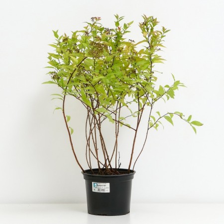 Spirea Japanese firelite, C2 pot, H10-50 height, 1 pc, summer 2024-1