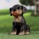 Garden figure "Rotweiler Puppy" 13x15x18cm ////