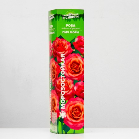 Saphenet Rose Pich Morn Spring 2024, 1 pc.-1