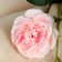 Artificial flowers "Rosa Terition" 8x60 cm, pink