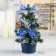 Christmas tree decor "New Year's delight" 20 cm d of the lower tier 12 cm, with snow blue