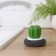 Cactus shade brush for washing dishes, metal sponge, d = 8 cm