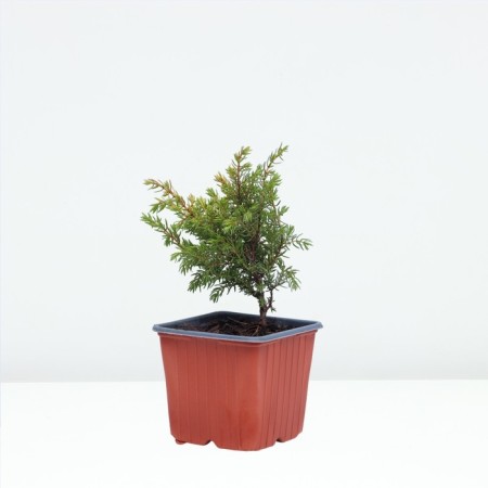 Juniper ordinary "Gold horse", p9, 1pc, h 3-20 cm, spring 2024