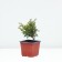 Juniper ordinary "Gold horse", p9, 1pc, h 3-20 cm, spring 2024