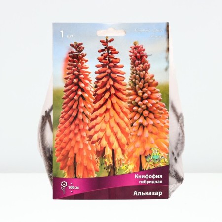 Signfofia hybrid alcap, rr I, 1 pc, spring 2025