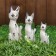 Summarize Souvenir "White Cats" (20,25.30) 20x7x30 cm