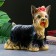 Piggy bank "Yorkshire Terrier" Standing, 16x32x28cm