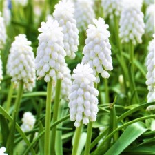 Muscari Armenian Saibirian Tiger, 6/7 rr, 10 pcs, 15-23 h (cm), autumn 2024