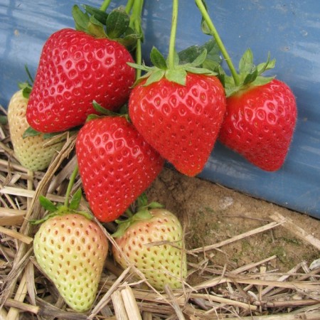 Strawberry seedlings of frigo malling centenary a (9-15 mm), p9 pot