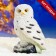 Garden figure "Owl Polar" 24.5 cm