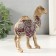Polystone souvenir "Desert camel with a blanket" 11.7x4.7x13.5 cm