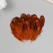 Decorative pheasant feather 