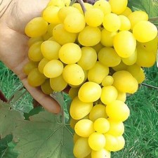 Grape seeder 