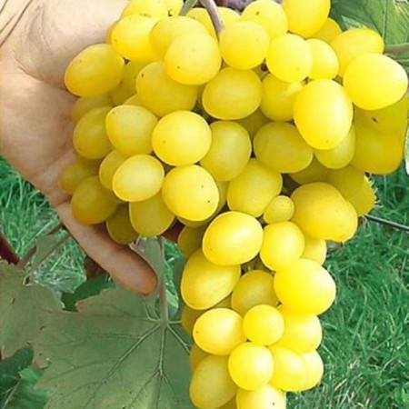 Grape seeder "Maxi", tube, spring 2025