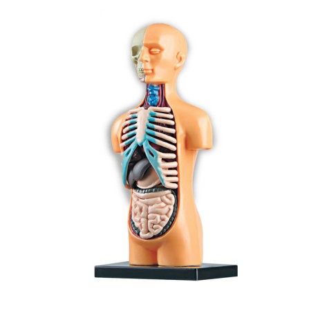 Scientific experience "human anatomy", in a package