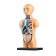 Scientific experience "human anatomy", in a package