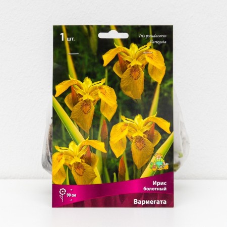 Marsh Iris "Variegata", 1 pc, rr I, spring 2025