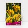 Marsh Iris "Variegata", 1 pc, rr I, spring 2025