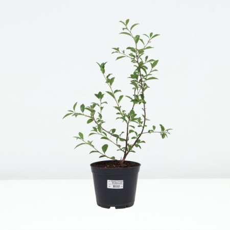 Stepnaya cherry is abundant, pot C3, 1 pc, summer 2024-2